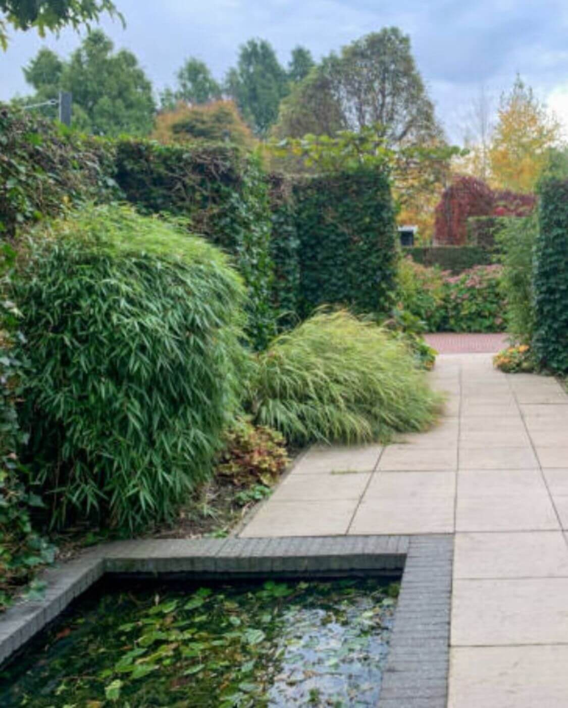 Fargesia Rufa 15L – 150+ cm