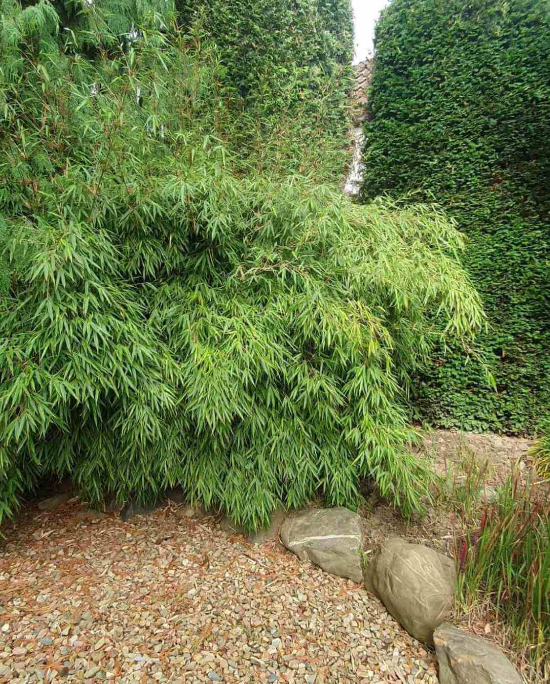 Fargesia ‘Rufa’ 3L – 50 cm