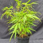 Fargesia 'Rufa' - 2.5L - 25-50 cm