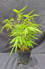 Fargesia Rufa en pot de 2 litres, hauteur entre 25 et 50 cm, bambou non traçant.