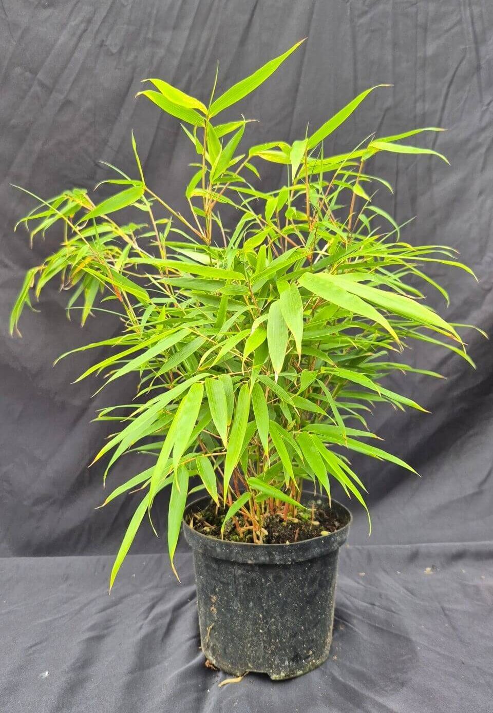 Fargesia Rufa en pot de 2 litres, hauteur entre 25 et 50 cm, bambou non traçant.