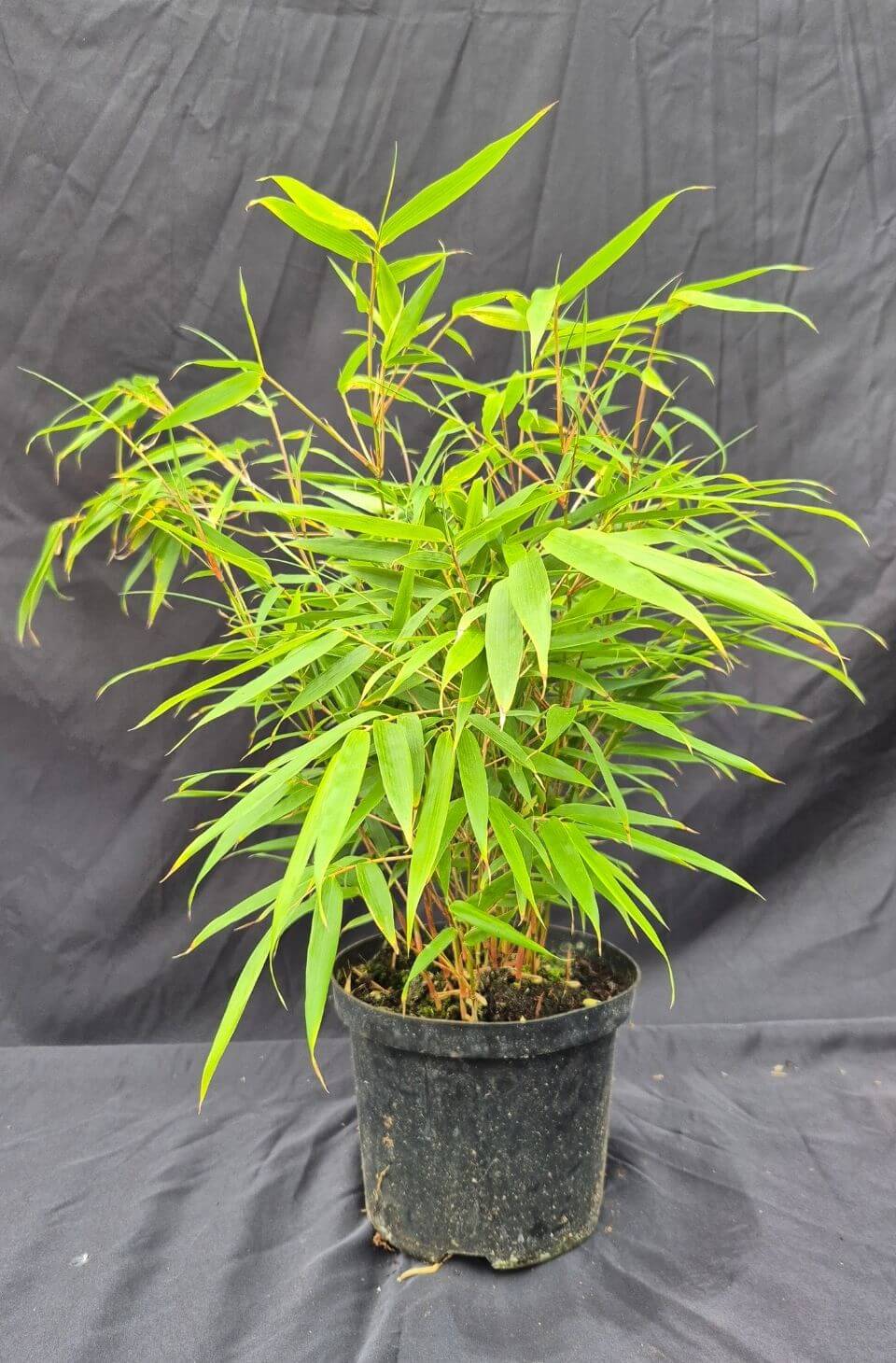 Fargesia ‘Rufa’ – 2.5L – 25-50 cm