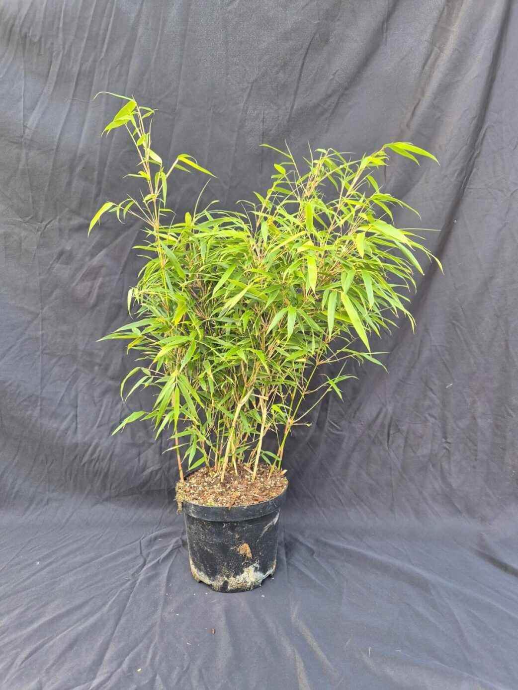 Fargesia Rufa en pot de 3 litres, hauteur 50 cm, bambou non-traçant compact