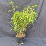 Fargesia 'Rufa' 3L - 50 cm