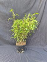 Fargesia Rufa en pot de 3 litres, hauteur 50 cm, bambou non-traçant compact