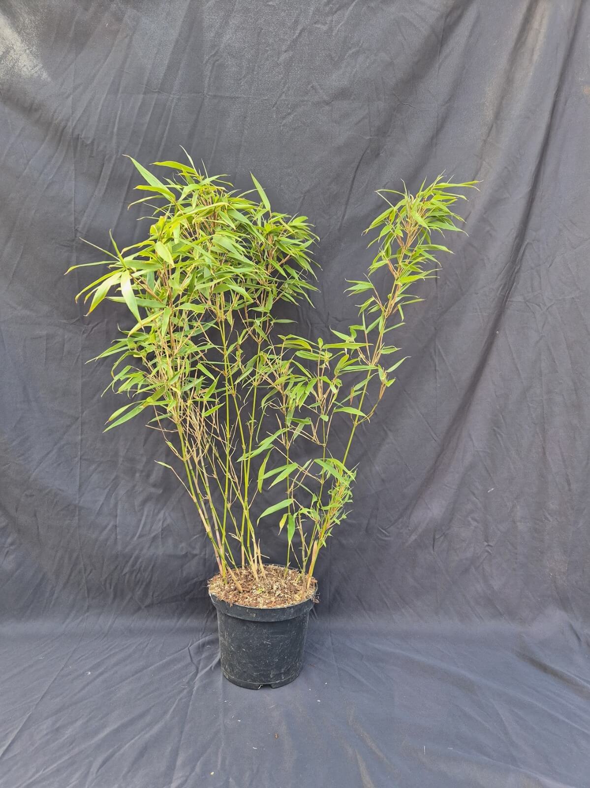 Fargesia ‘Rufa’ 3L – 75+ cm