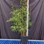 Asian Wonder Bambou 10L - 100+ cm