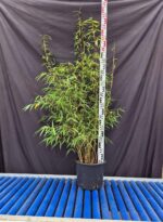 Bambou Fargesia Scabrida Asian Wonder 10L, non-envahissant, hauteur 100+ cm en pot.