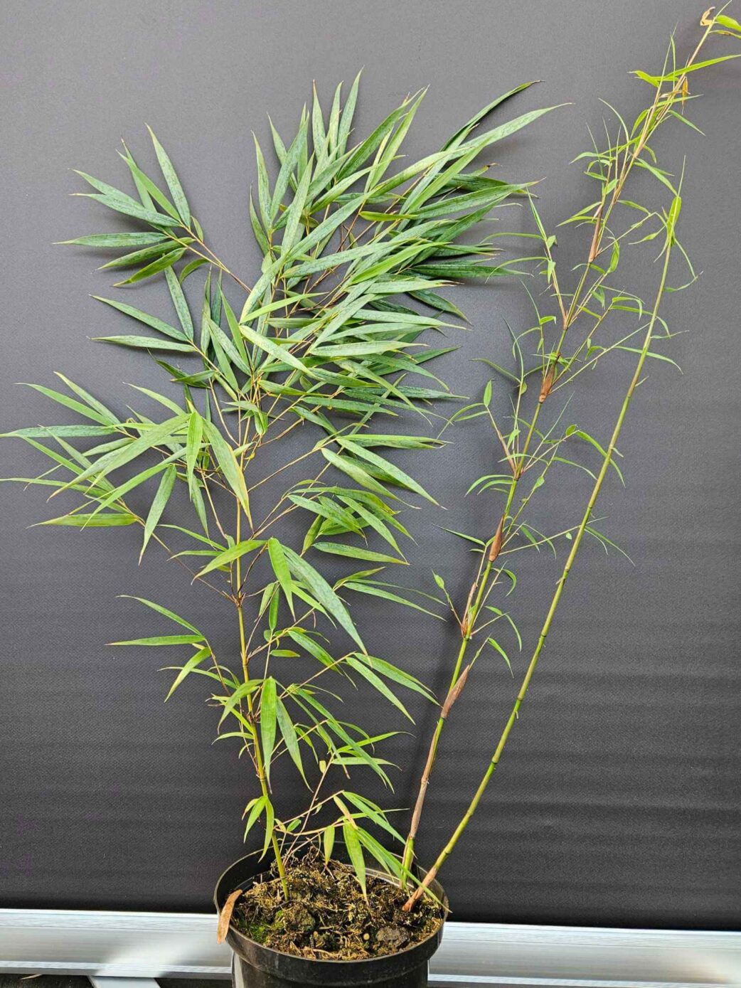 Fargesia scabrida Asian Wonder bambou non traçant pot 2,5L 50+ cm, feuillage dense et élégant