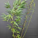 Fargesia scabrida Asian Wonder Plant de Bambou non traçant 2,5L - 50+ cm
