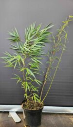 Fargesia scabrida Asian Wonder bambou non traçant pot 2,5L 50+ cm, feuillage dense et élégant