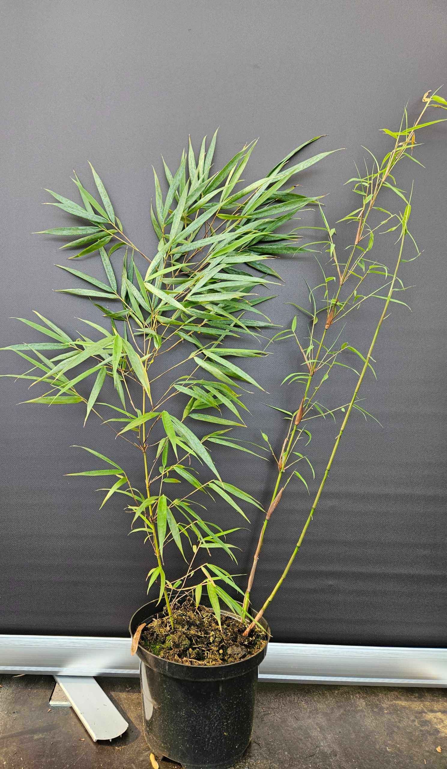 Fargesia scabrida Asian Wonder Plant de Bambou non traçant 2,5L – 50+ cm