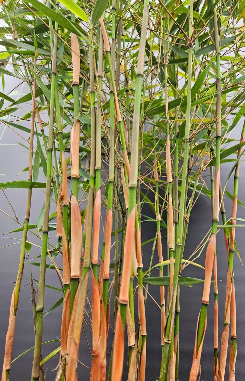 Bambou Asian Wonder