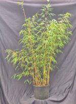 Bambou Fargesia Scabrida Asian Wonder non-envahissant en pot de 10 litres, hauteur 50 cm et plus.