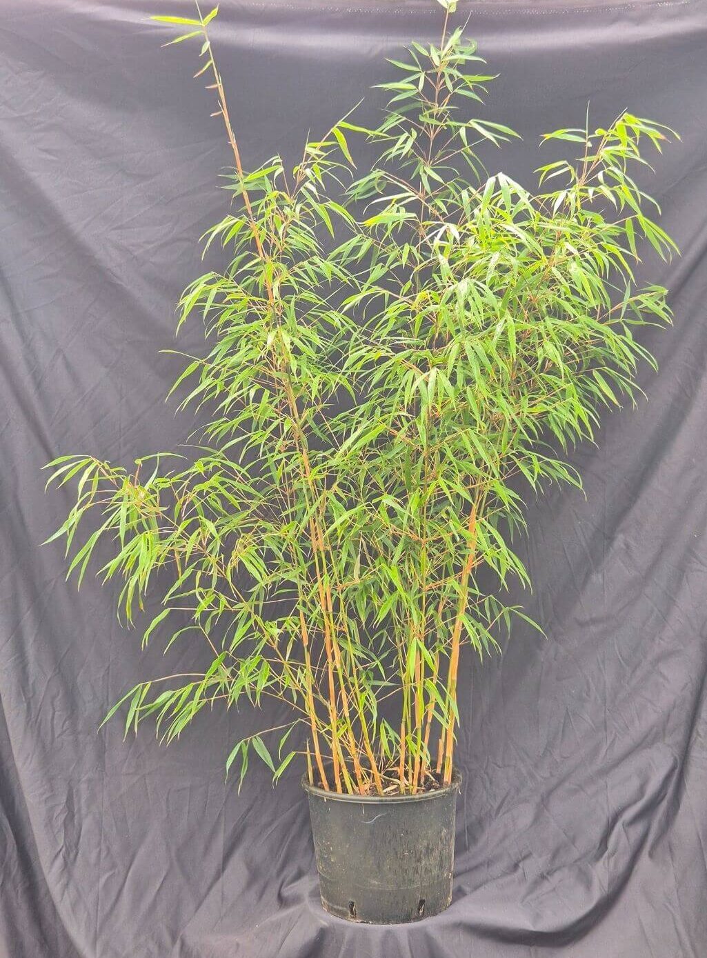 Fargesia Scabrida Asian Wonder bambou non-envahissant en pot de 10 litres, hauteur 75 cm et plus.