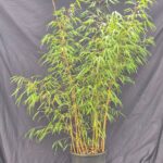 Scabrida Asian Wonder Bambou 10L - 75+ cm