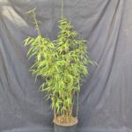 Scabrida Asian Wonder Bambou 5,5L - 125+ cm