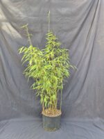 Bambou Fargesia scabrida Asian Wonder non-traçant en pot 5,5L, hauteur 125 cm et plus.