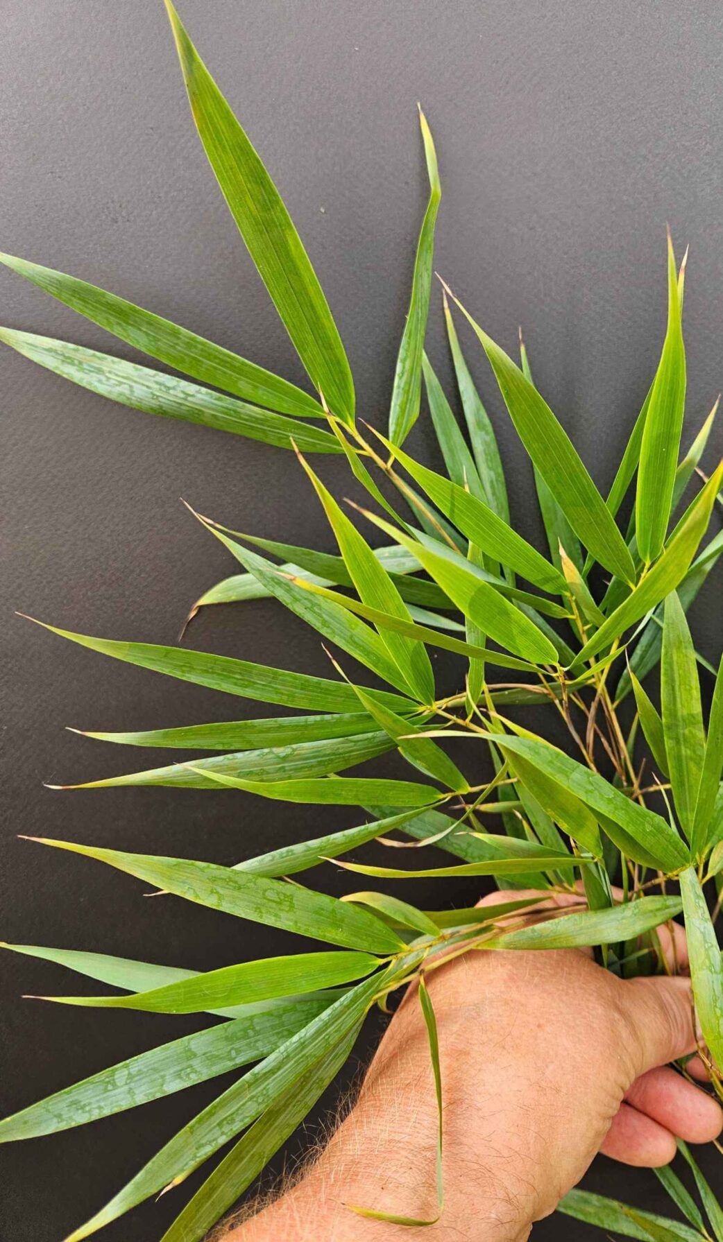 Fargesia scabrida Asian Wonder feuillage fin et décoratif, bambou non traçant pour jardin et haie