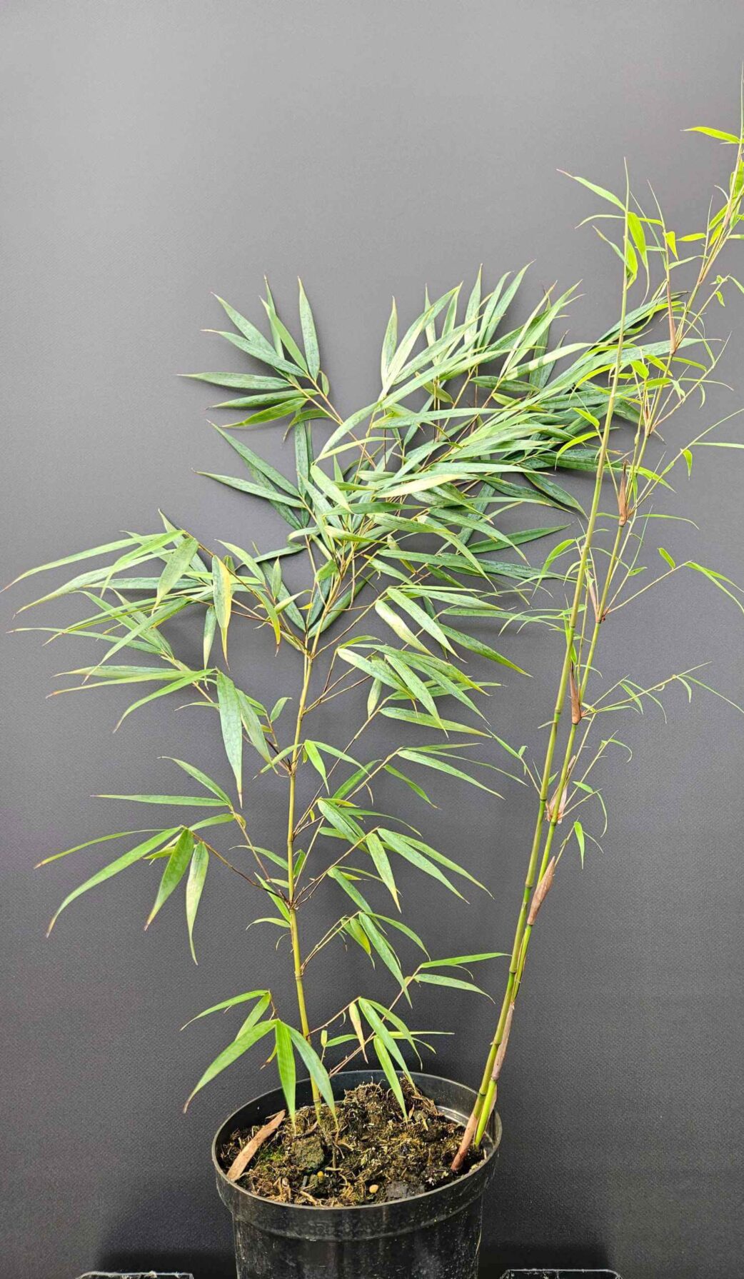 Haie de Fargesia scabrida Asian Wonder bambou non traçant, clôture végétale dense pour jardin