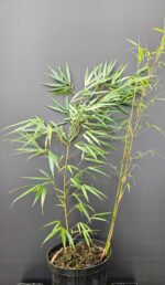 Haie de Fargesia scabrida Asian Wonder bambou non traçant, clôture végétale dense pour jardin