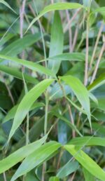 Jeune feuille de Fargesia Scabrida Asian Wonder, pousse fraîche et tendre du bambou non-envahissant.