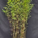 Fargesia Winter Joy 5,5L - 125+ cm