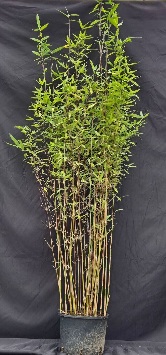 Fargesia Winter Joy 5,5L bambou en pot de pépinière, hauteur 125+ cm