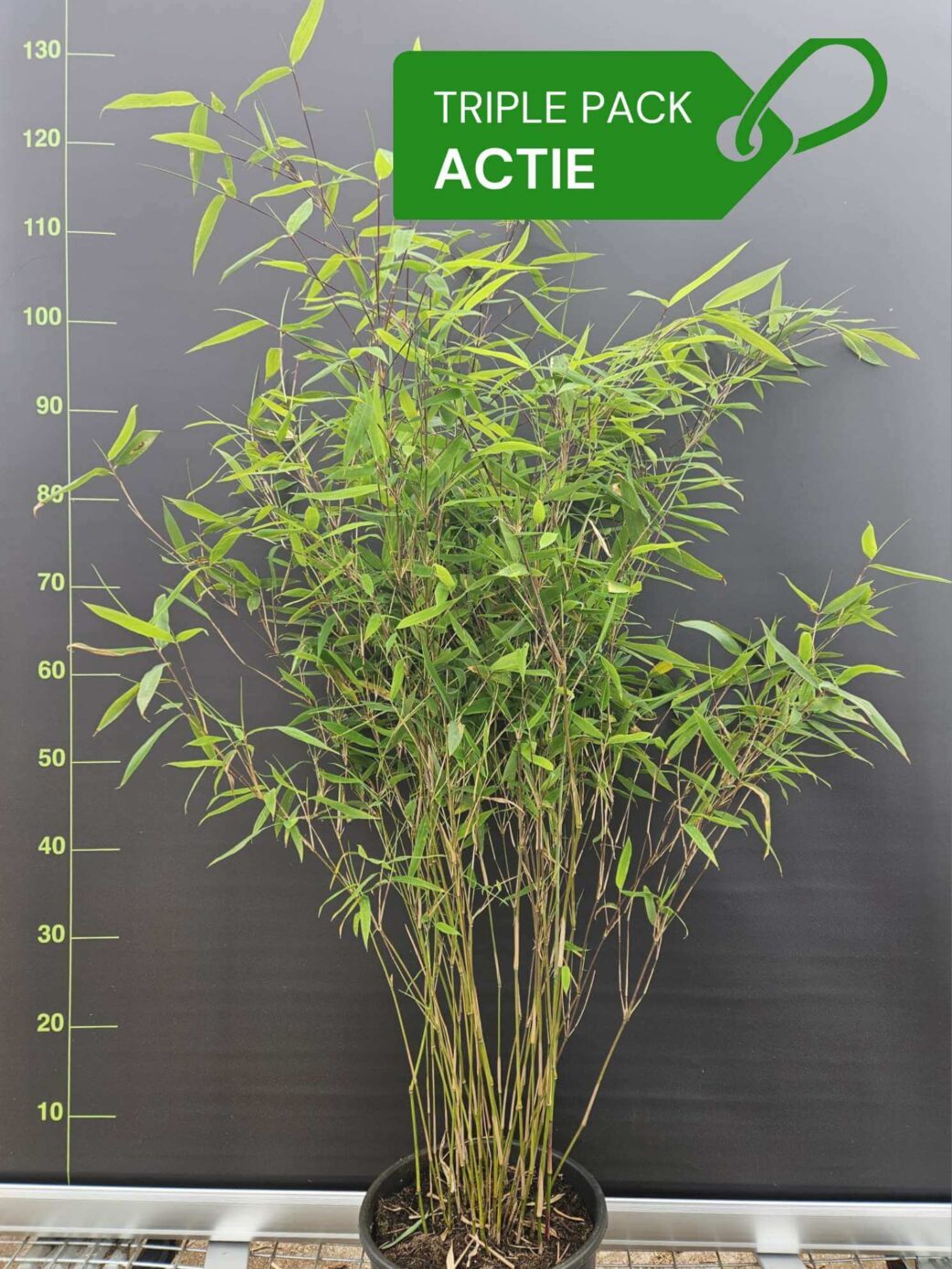 Fargesia Winter Joy bambou plantes 100 cm – lot de 3 en boîte, pot 5,5L
