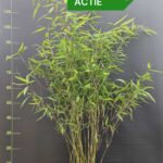 Fargesia Winter Joy Bambou Plantes 5,5L | 100+CM - Lot de 3