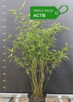 Fargesia Winter Joy bambou plantes 100 cm – lot de 3 en boîte, pot 5,5L