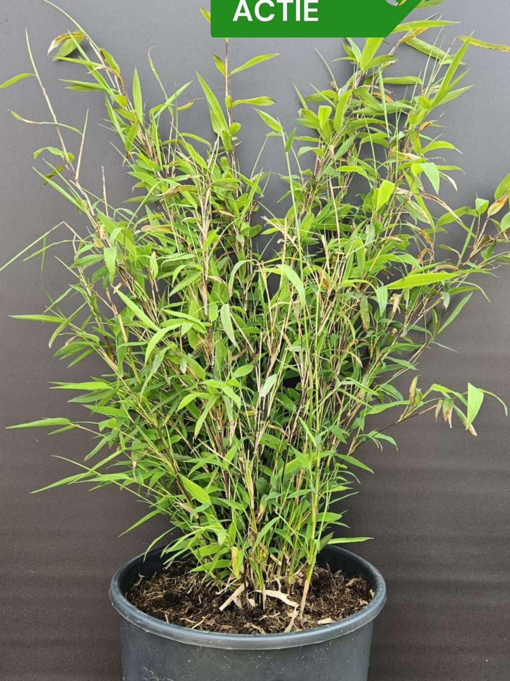 Fargesia Winter Joy bambou plantes lot de 3 en boîte, pot 5,5L hauteur 50cm