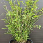 Fargesia Winter Joy Bambou Plantes 5,5L | 50CM - Lot de 3