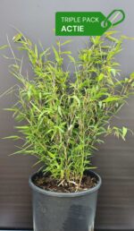Fargesia Winter Joy bambou plantes lot de 3 en boîte, pot 5,5L hauteur 50cm