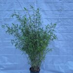 Fargesia Winter Joy Palette Plantes de Bambou