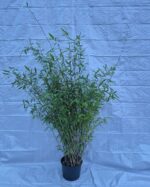 Fargesia Winter Joy palette plantes de bambou en promotion, idéal pour jardin belge