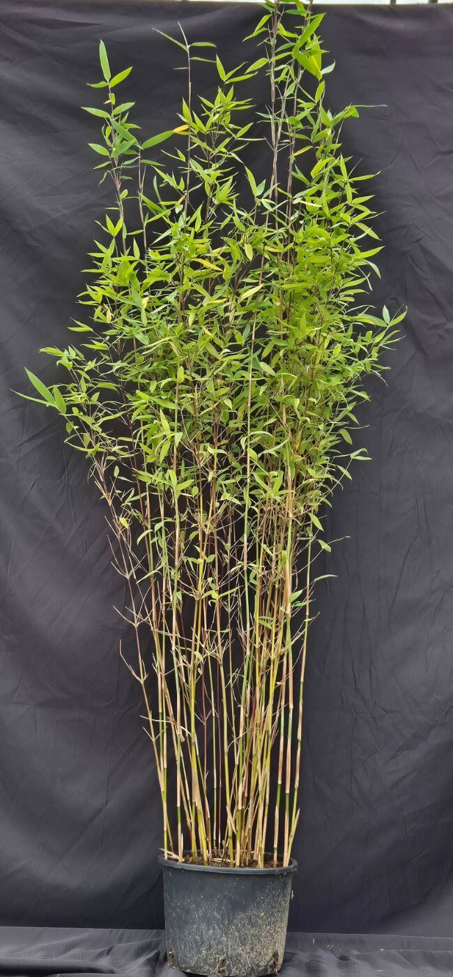 Fargesia Winter Joy 5,5L – 150+ cm