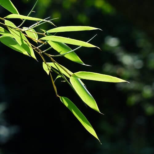 Feuille de bambou Fargesia