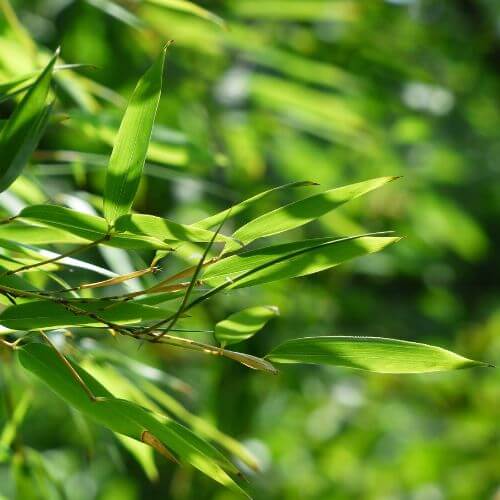 Feuilles de bambou de Fargesia