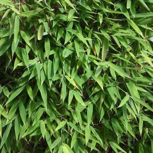 Feuilles de bambou vertes