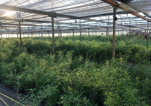 Grandes plantes Robusta Campbell