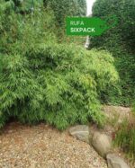Bambou Fargesia Rufa en haie naturelle et dense dans un jardin