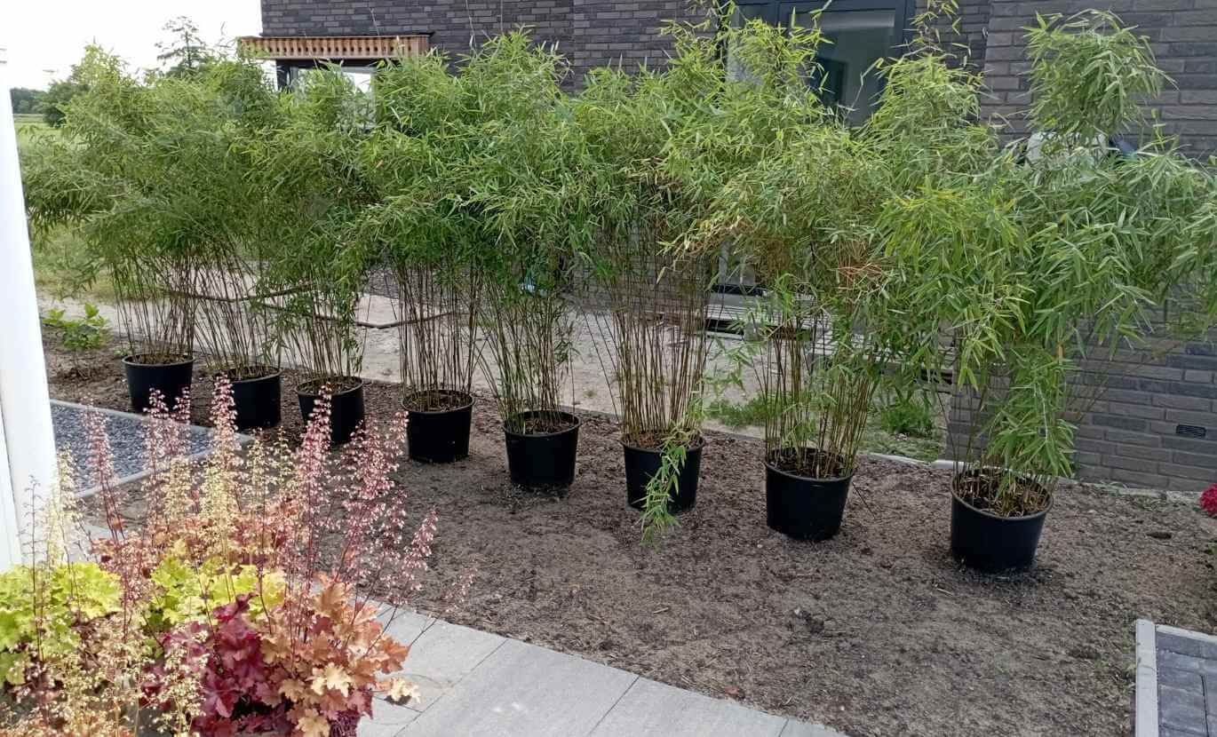 Haie de bambou non traçant