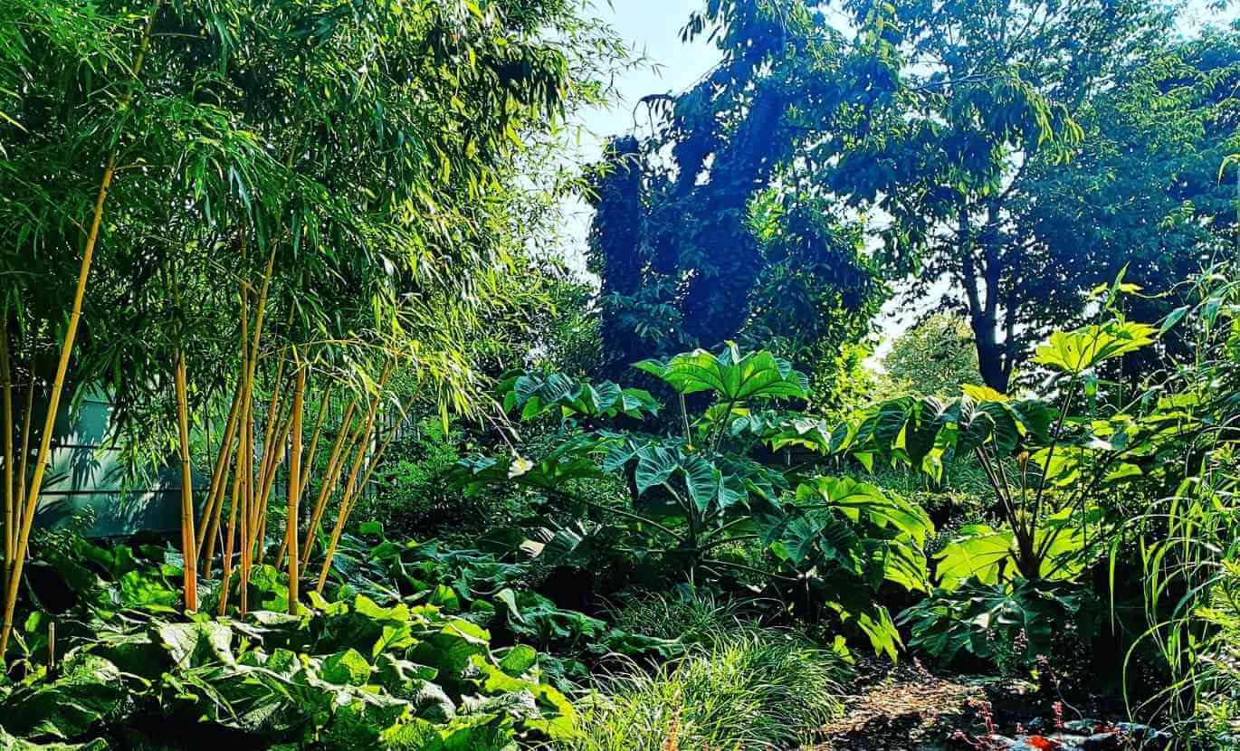 Créer un jardin exotique avec du bambou