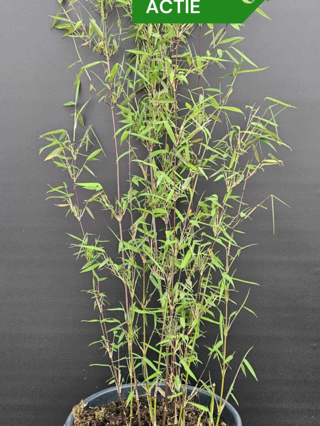 Bambou Jiuzhaigou plantes 5,5L lot de 3 – plantes en boîte