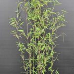 Jiuzhaigou 1 Bambou Plantes 5.5L - Lot de 3