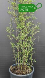 Bambou Jiuzhaigou plantes 5,5L lot de 3 – plantes en boîte