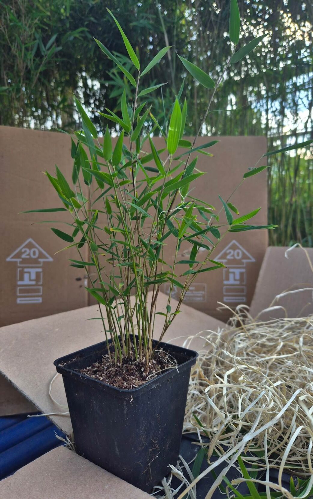 Jiuzhaigou Deep Purple non envahissant en pot P9 sorti de la boîte, feuillage violet intense