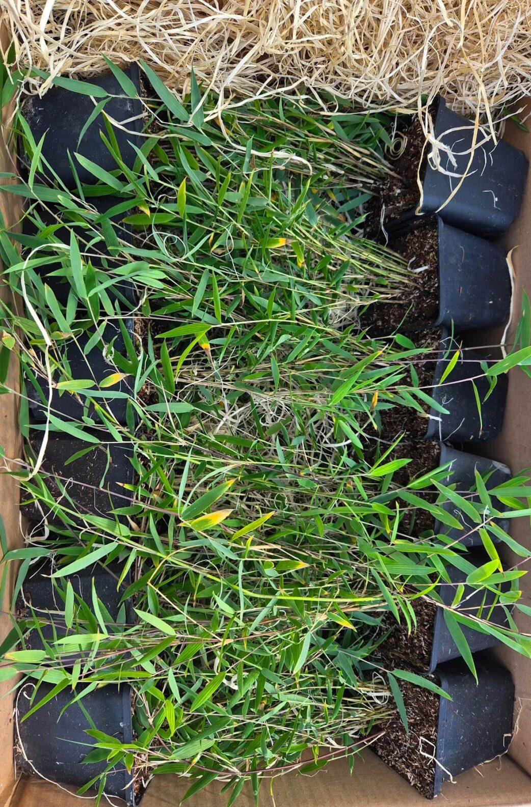 Lot de 12 Jiuzhaigou Deep Purple en pot P9, hauteur 25 cm et plus, en boîte d'expédition