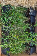 Lot de 12 Jiuzhaigou Deep Purple en pot P9, hauteur 25 cm et plus, en boîte d'expédition